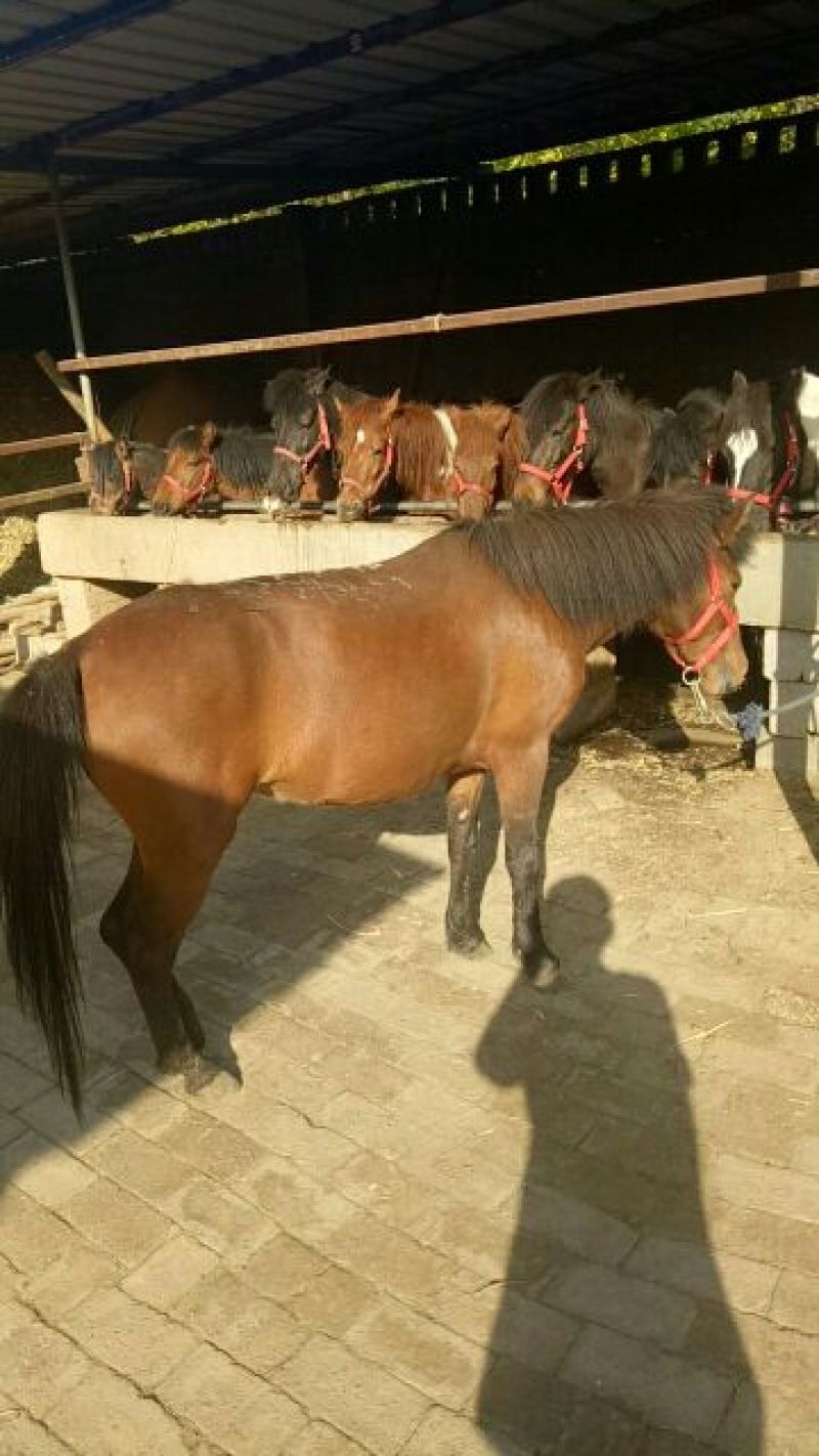 矮马150~200kg