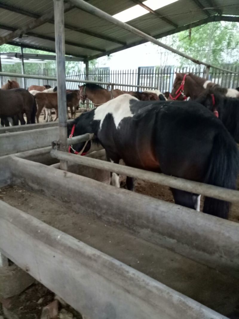 矮马150~200kg