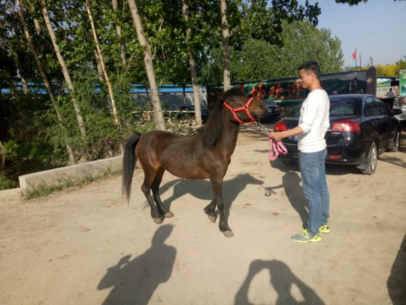 矮马150~200kg
