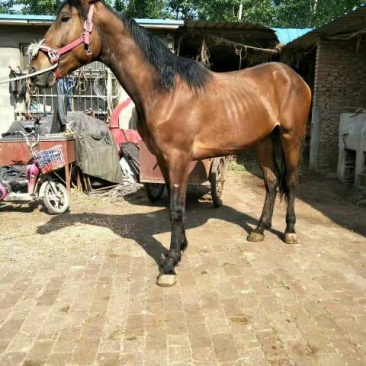 肉马300~400kg