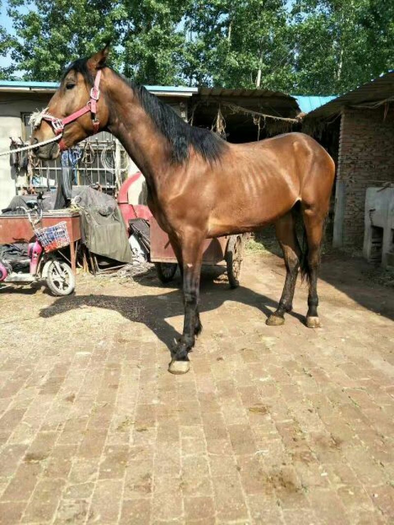 肉马300~400kg