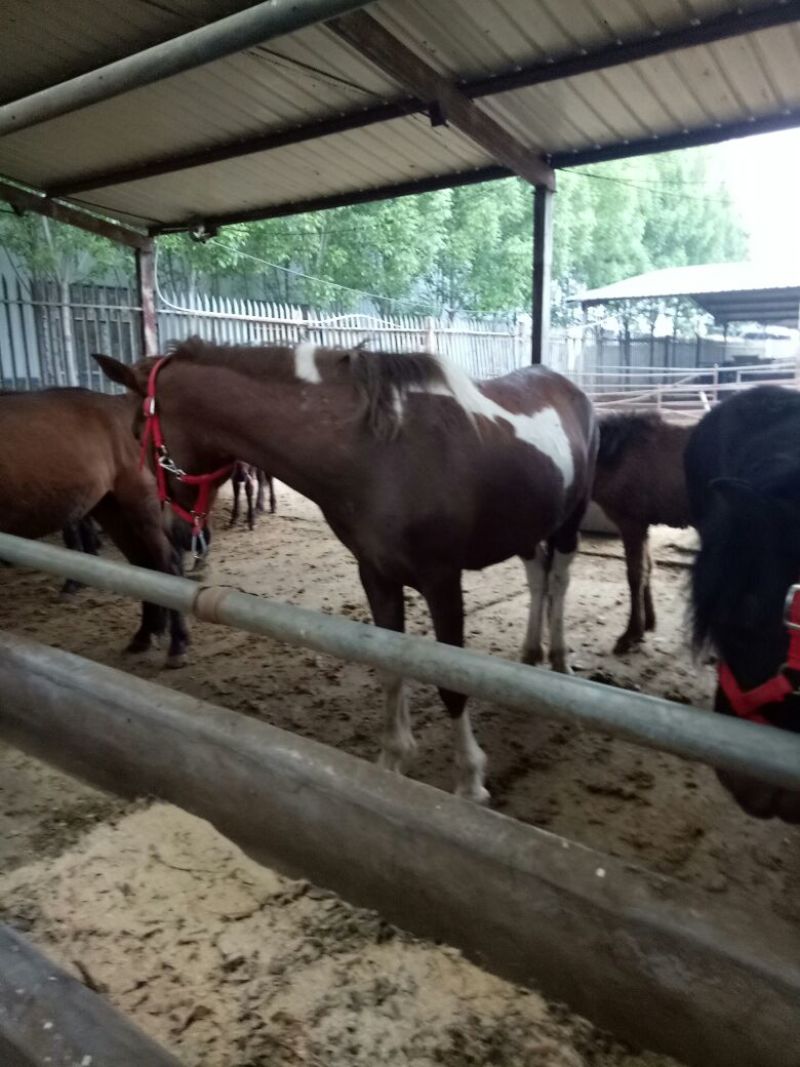 肉马300~400kg