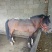 肉马300~400kg