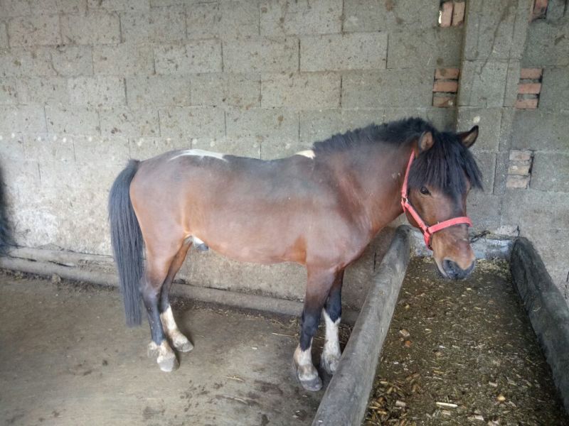 肉马300~400kg