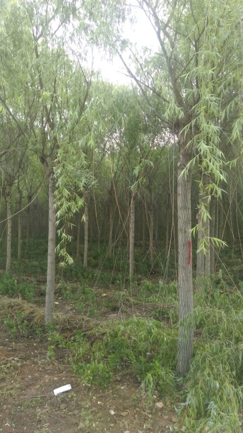 垂柳6~8cm6~8cm2.5~3米