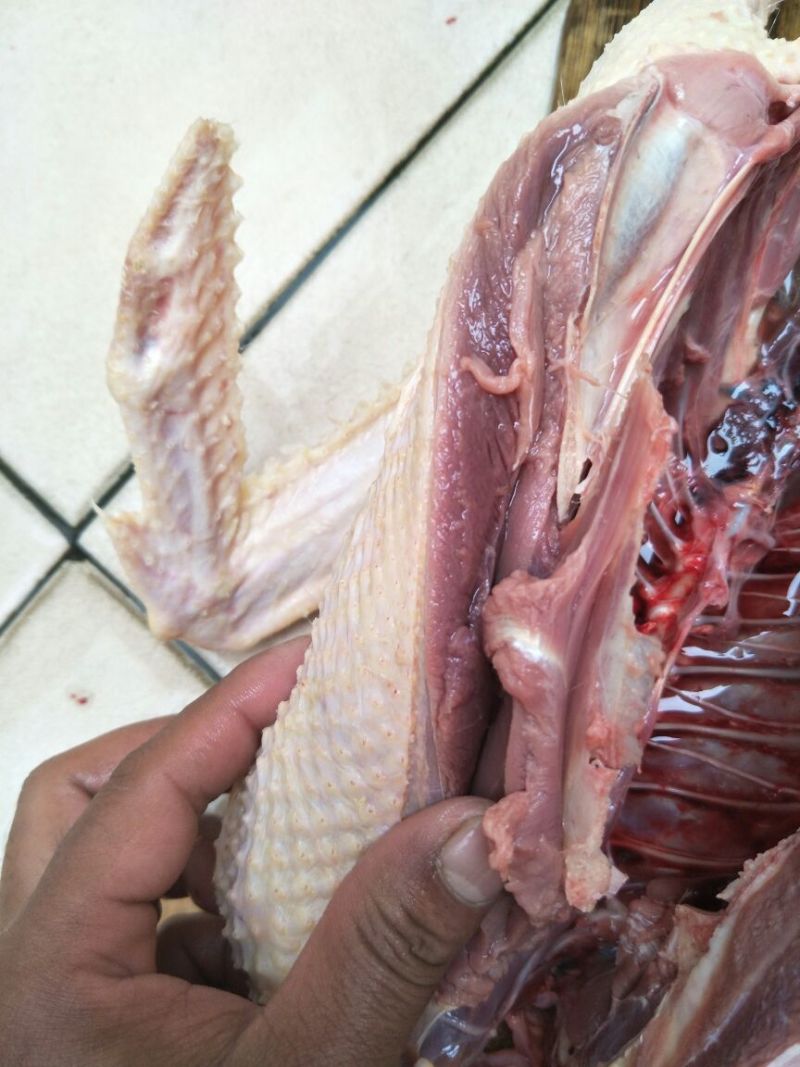 鸭肉