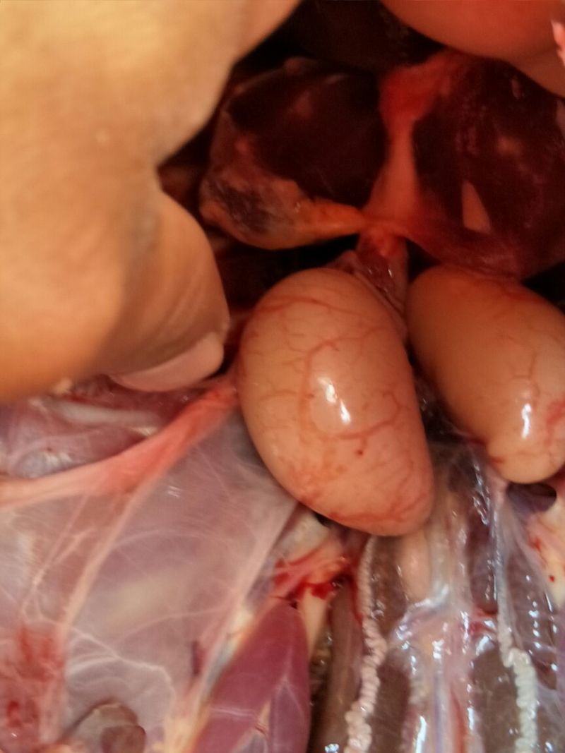 鸭肉