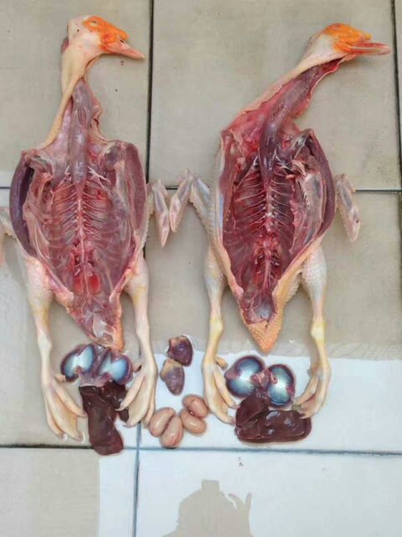 鸭肉