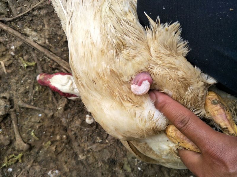 鸭肉