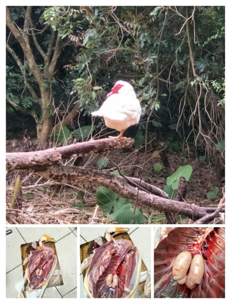 鸭肉