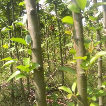 西府海棠2~4cm4cm以下4cm以下