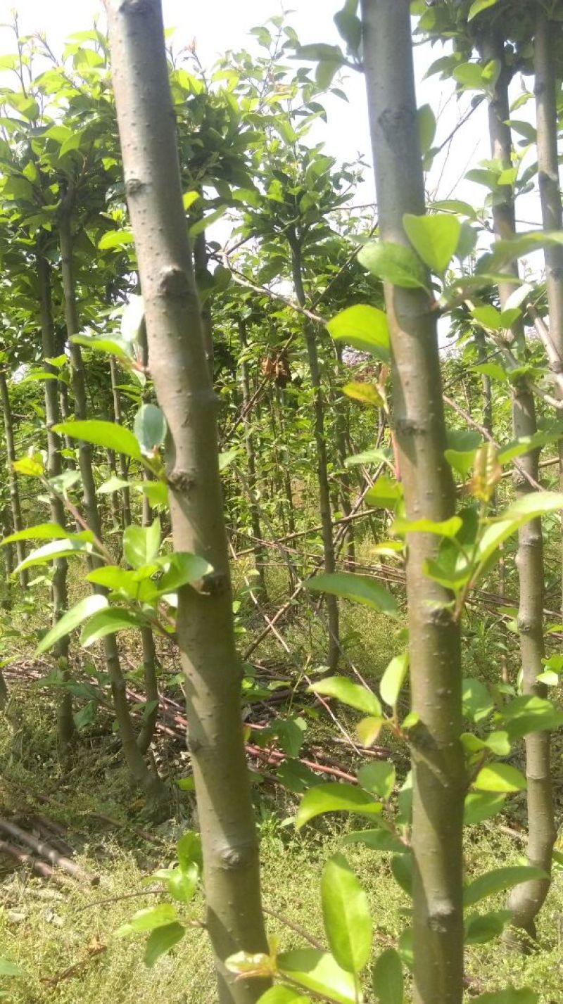 西府海棠2~4cm4cm以下4cm以下