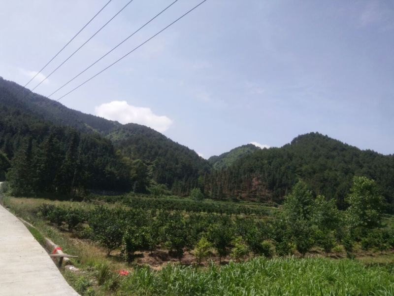鲤鱼食用2~3公斤