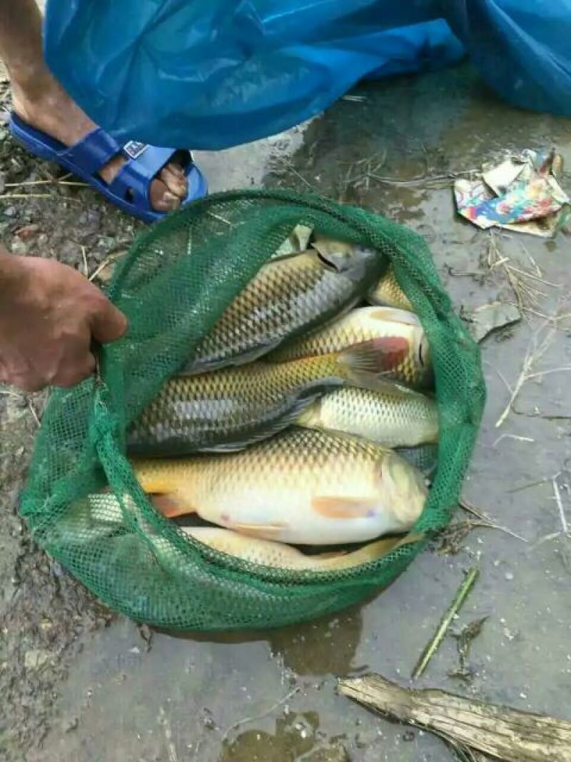 鲤鱼食用2~3公斤