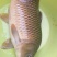 鲤鱼食用2~3公斤