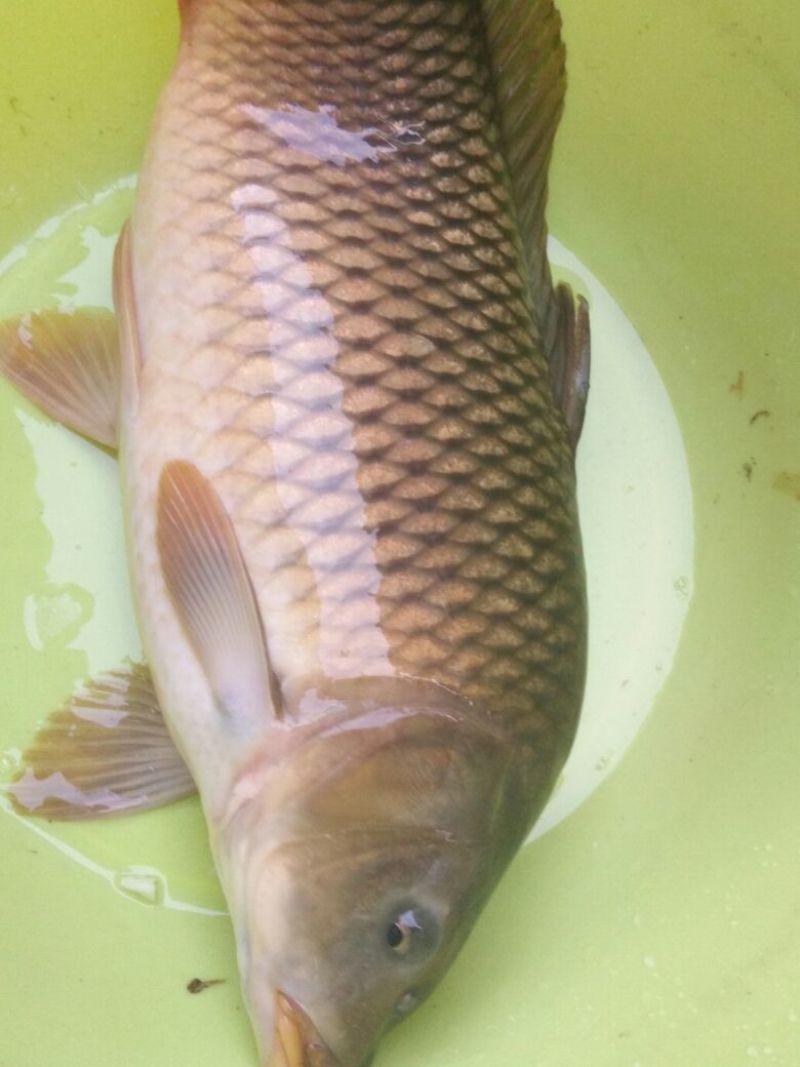 鲤鱼食用2~3公斤