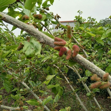 大叶桑2~3cm