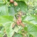 大叶桑2~3cm