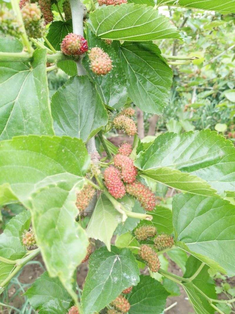 大叶桑2~3cm