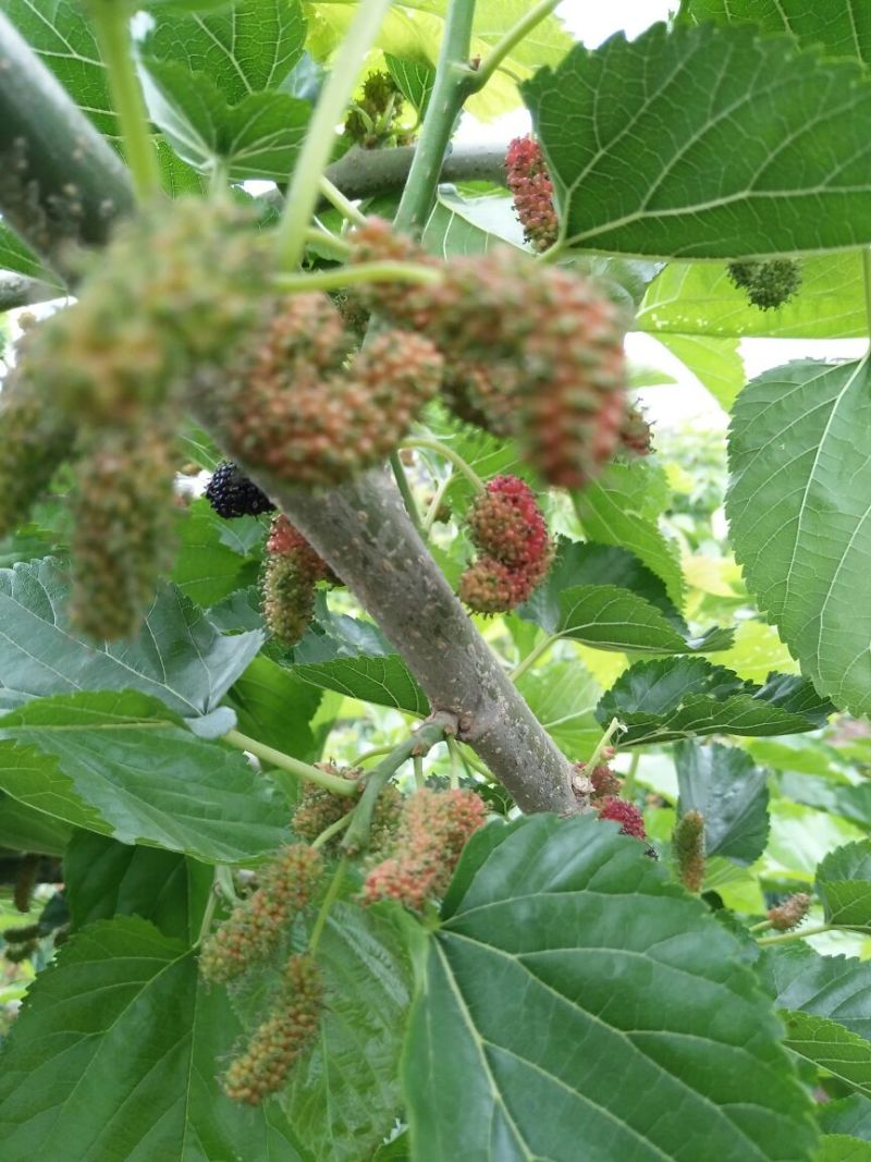 大叶桑2~3cm