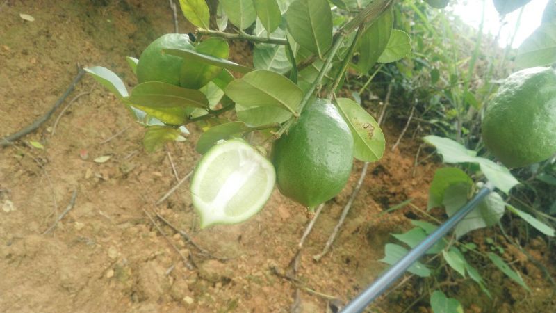 香水柠檬2.7~3.2两