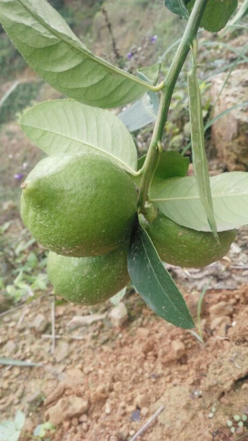 香水柠檬2.7~3.2两
