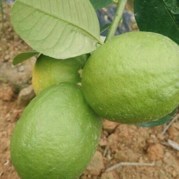 香水柠檬2.7~3.2两