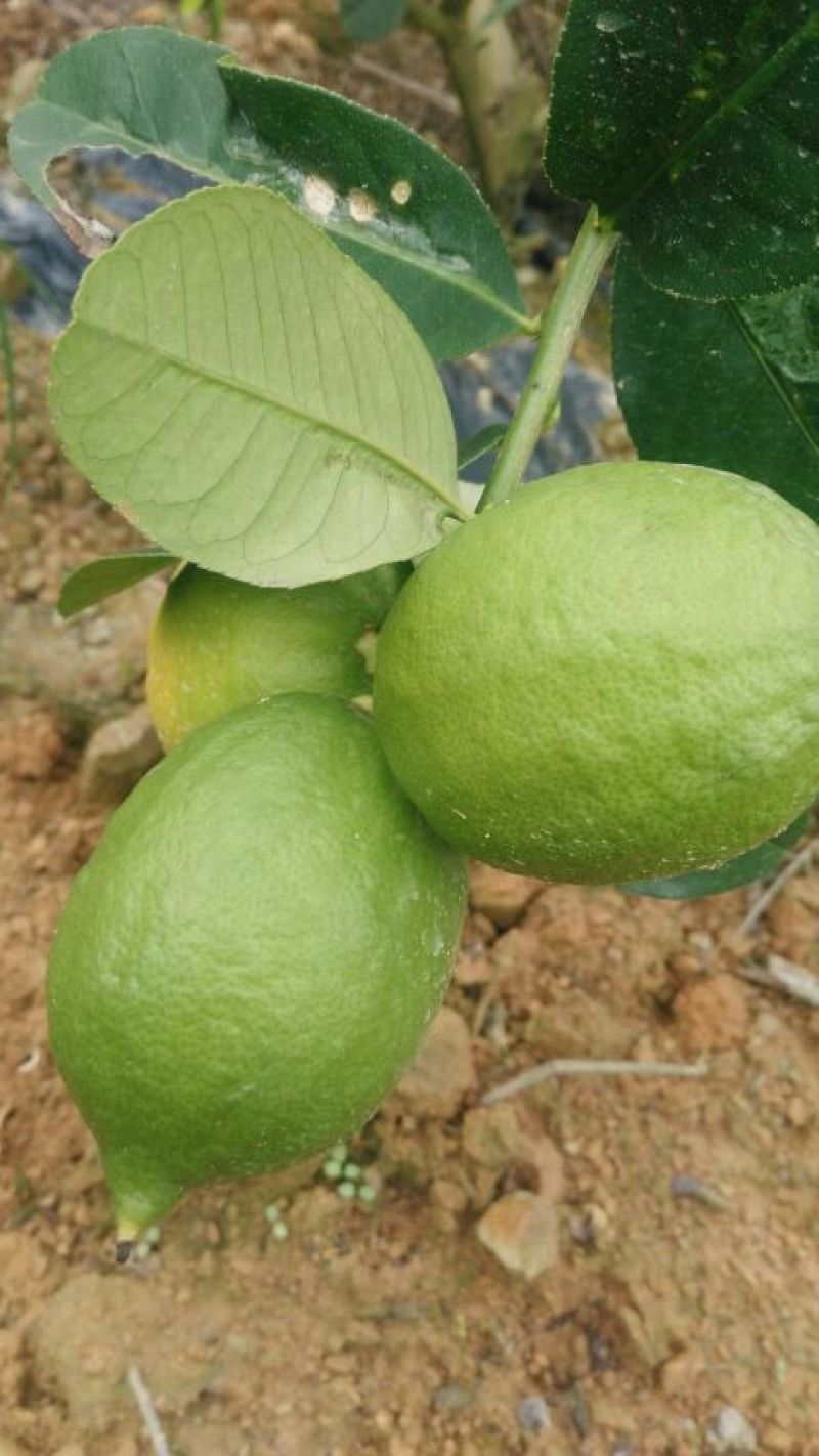 香水柠檬2.7~3.2两