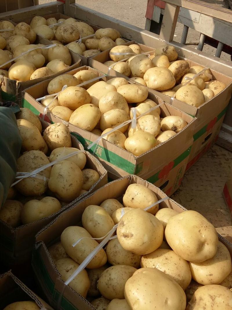 沃土黄心大土豆，质量好，颜色好，需要老板联系