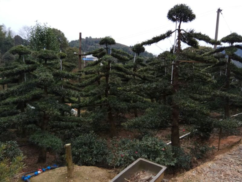 【精品】罗汉松小叶中叶雀舌罗汉松造型美观包成活