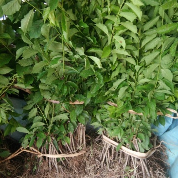 早熟三华李树苗40~50cm