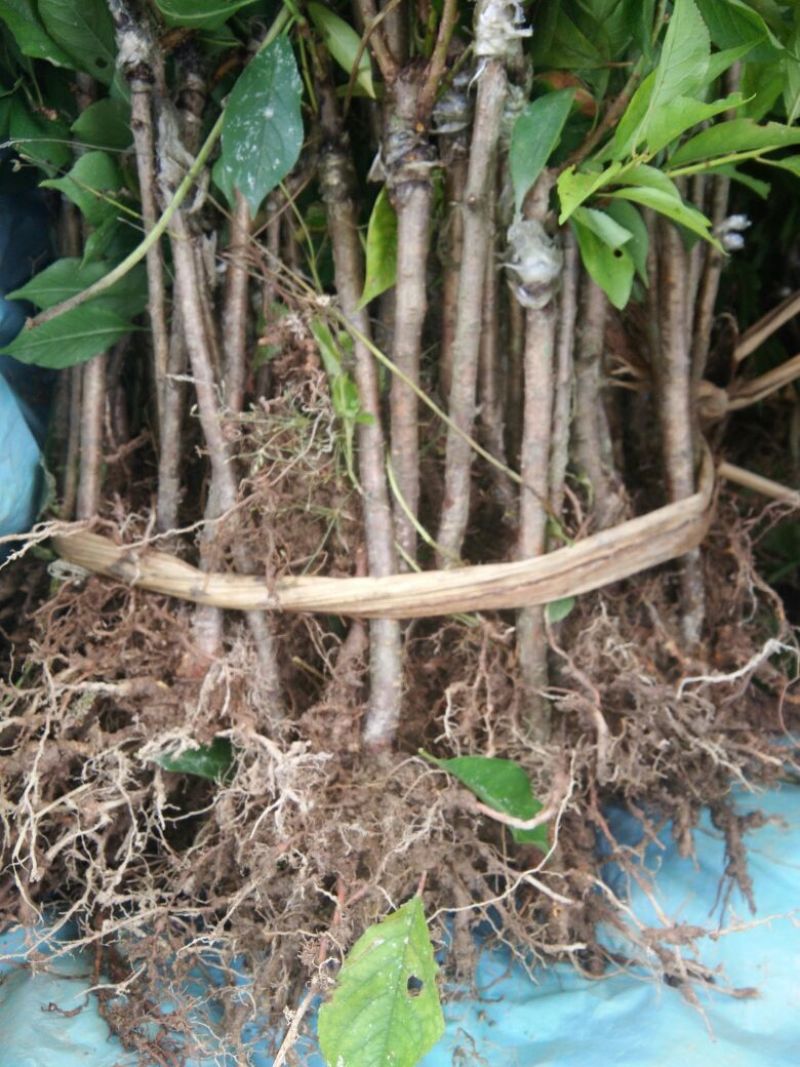 早熟三华李树苗40~50cm