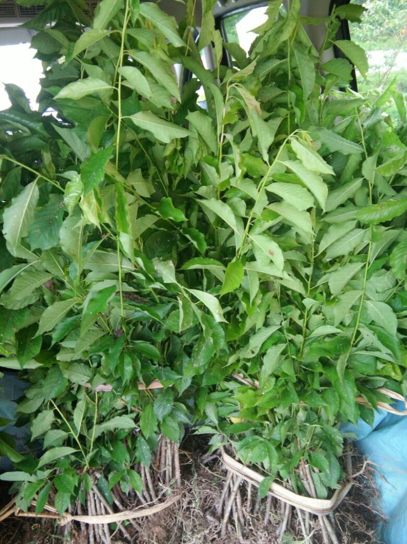 早熟三华李树苗40~50cm