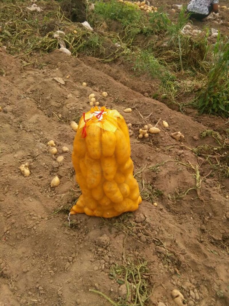 土豆大量有货，质量好价格低，黄皮黄心，日上货量万吨