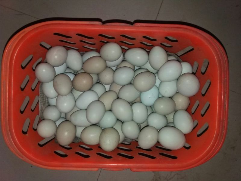 土鸡蛋食用50~60g
