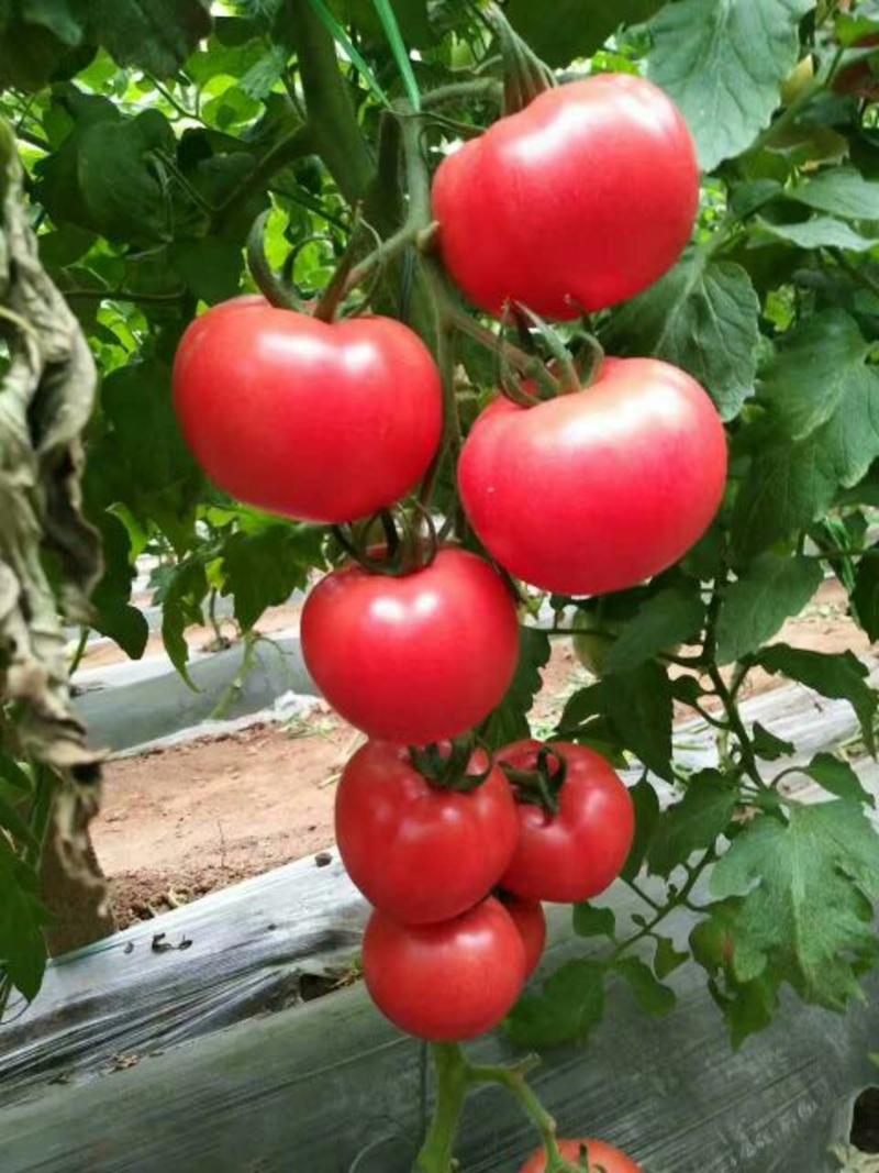 恒运西红柿种子1000粒/袋抗TY亮粉色大果型产量高