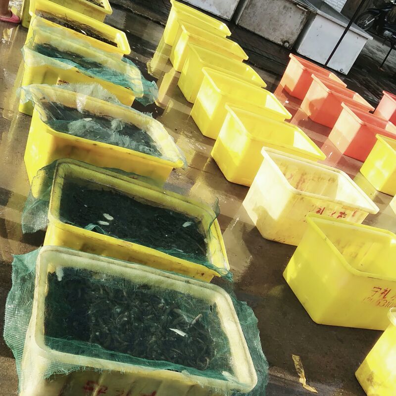 安徽精品苗一天五六千斤，质量好，支持前来考察