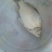 湘云鲫垂钓