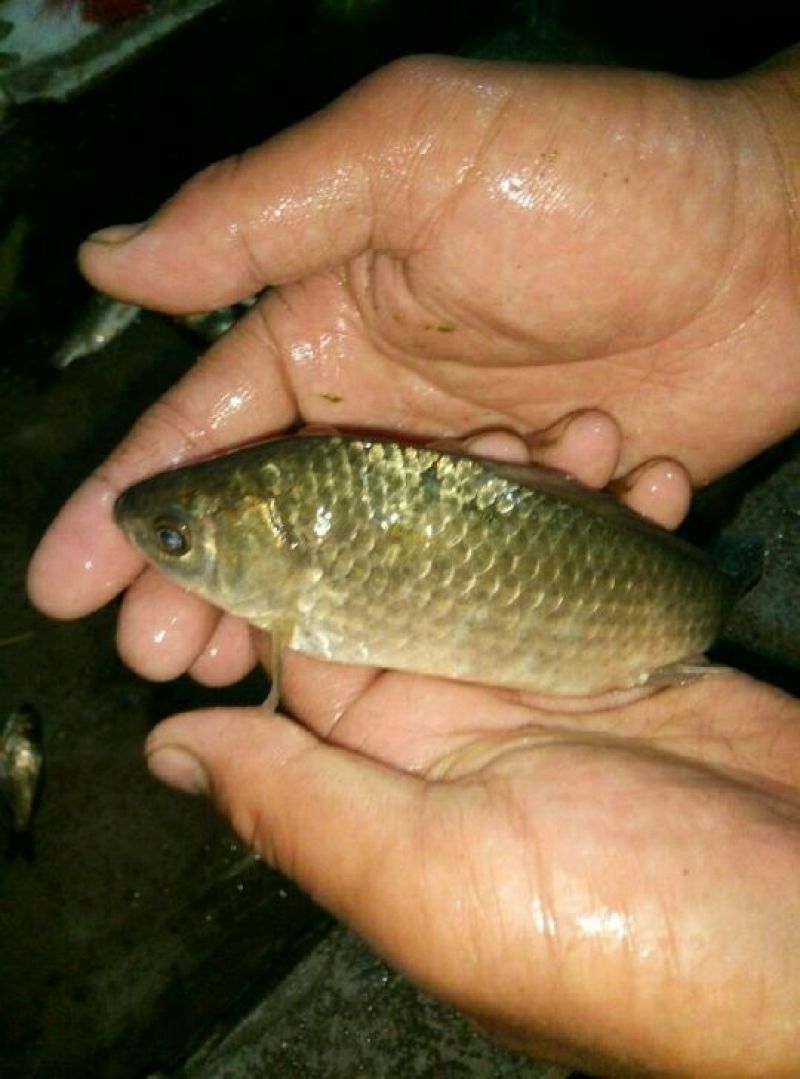 鲫鱼食用