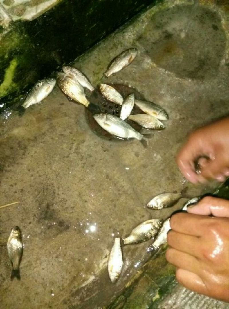 鲫鱼食用