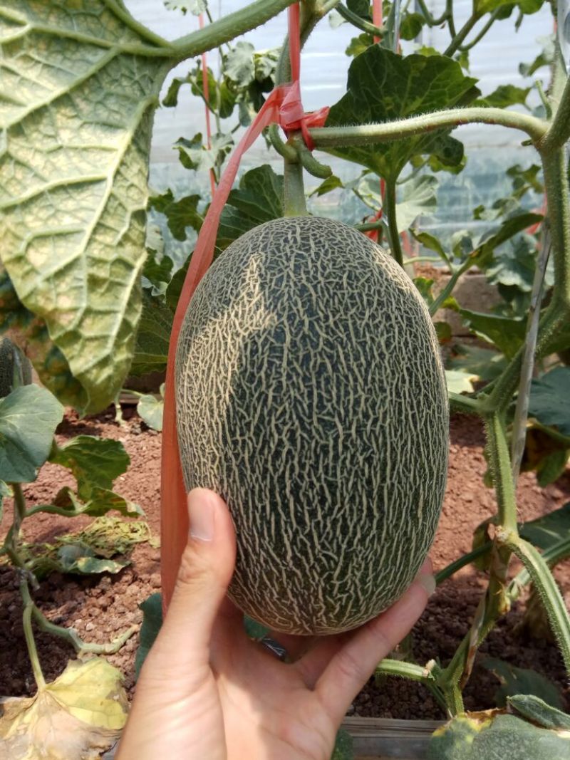 西州蜜瓜1斤以上椭圆形