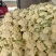 白面青梗松花菜2~3斤散花乳白
