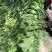 杂交蒜薹