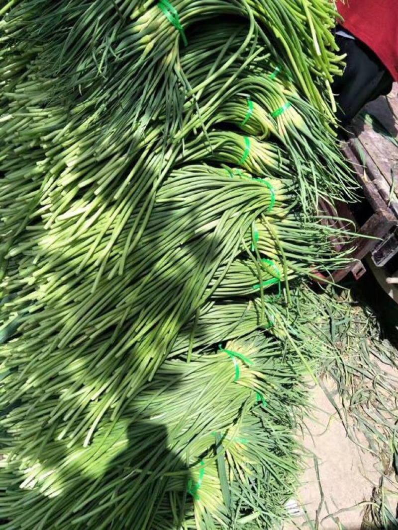 杂交蒜薹