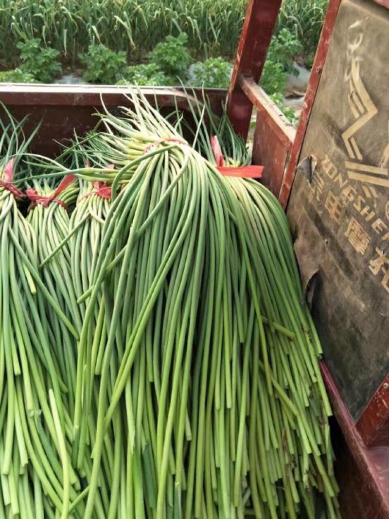 杂交蒜薹