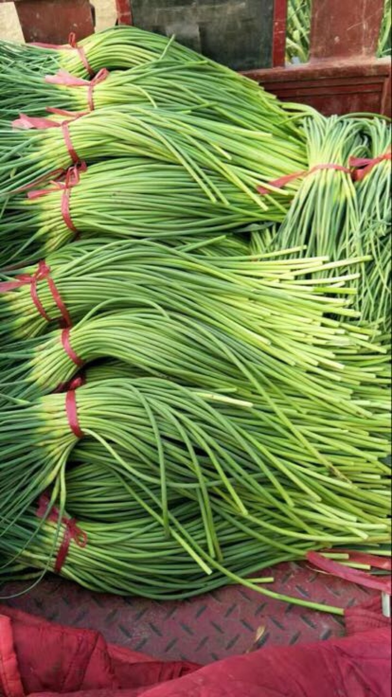 杂交蒜薹