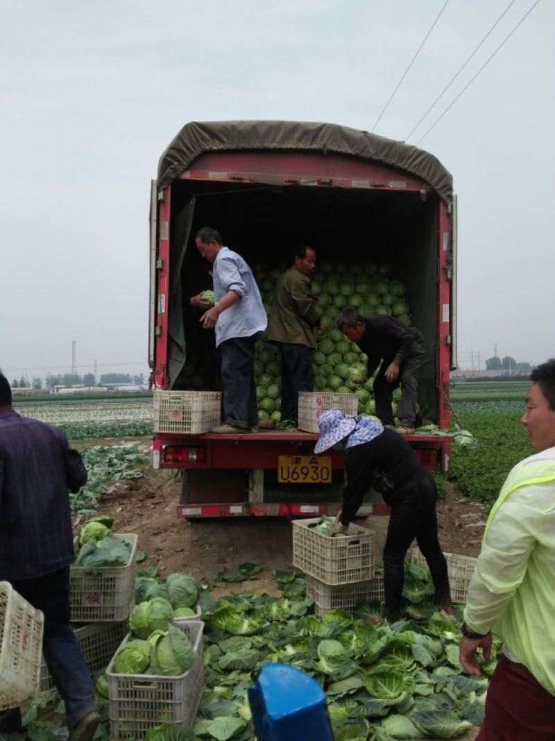 【基地直供】圆包菜甘蓝0.5~1公斤保质保量供应中