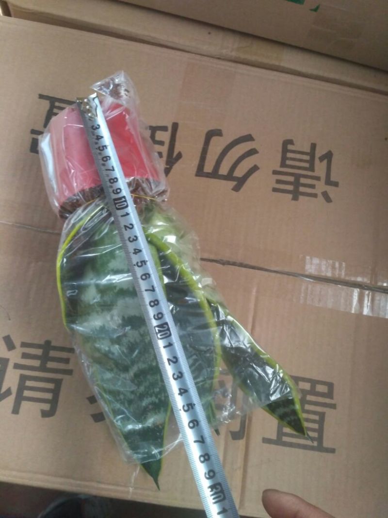 虎皮兰