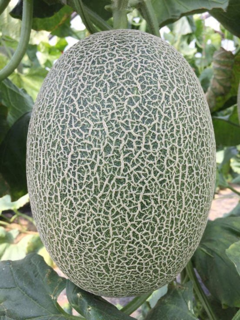 西州蜜瓜，小蜜二十五，都之果，耀龙等