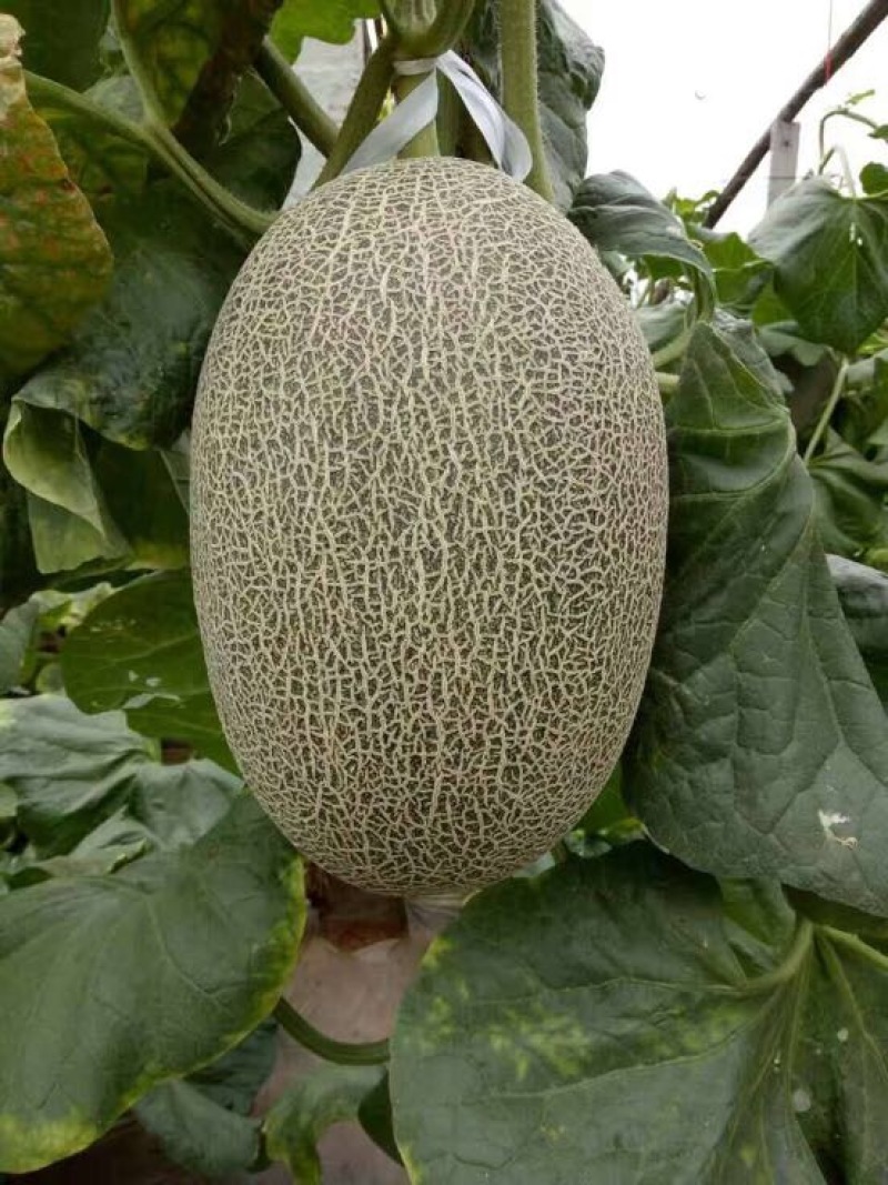 西州蜜瓜，小蜜二十五，都之果，耀龙等
